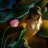 orchid86